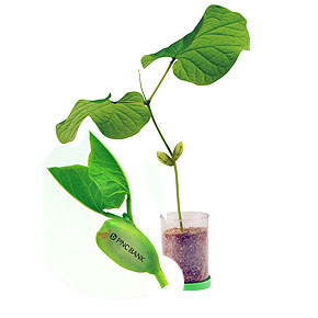 Unique Green Promotional Product - Logo-Bean